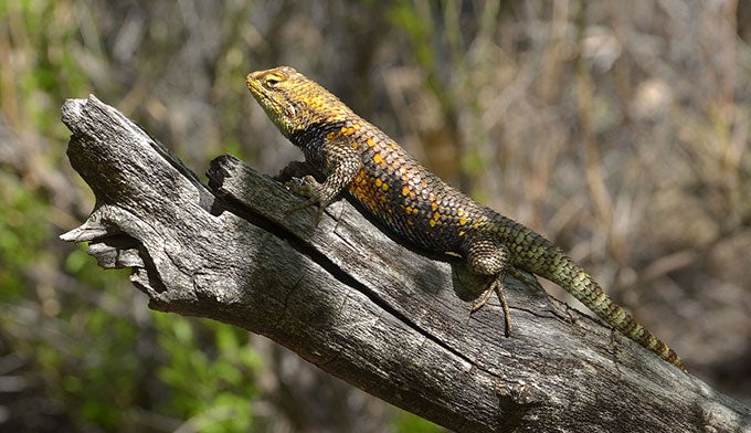 GC-Desert-Spiny-Lizard_WikiPD-NPS_680 Desert Spiny Lizard