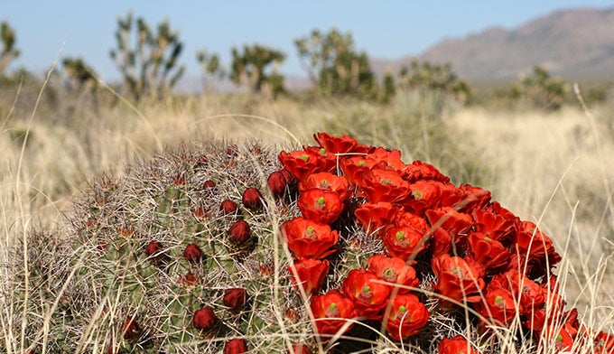 Mojave-Desert-cactus-flower-spring_DP_680 A cactus flower blooms in the springtime in the Mojave Desert