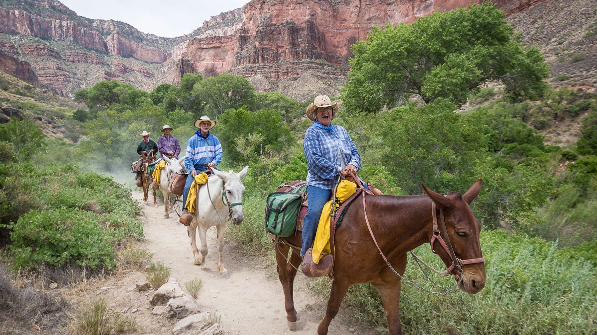 Ride a Mule into the Grand Canyon