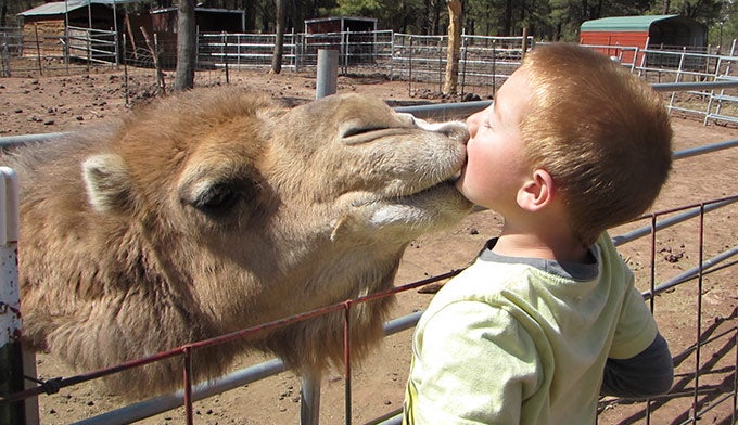 Camel-Gracie-kiss-Seth_680x392 Gracie the Camel gives a kiss.