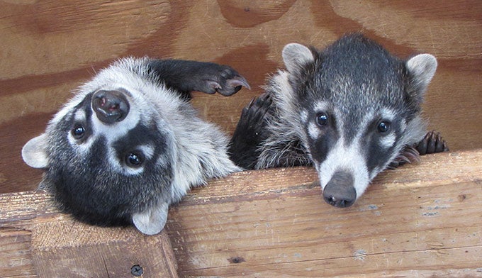 Coatis-Baby-Lucy-Desi-Oct_680x392 Baby Coatis, Lucy and Desi