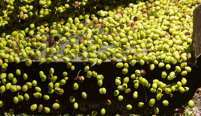 Olive-Mill_DP_680x392 Olives in an Olive Mill
