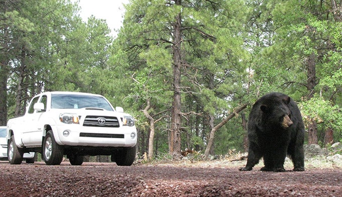 Bearizona-Car-Bear_680 Bearizona drive-through wildlife park in Williams, Ariz. Courtesy photo