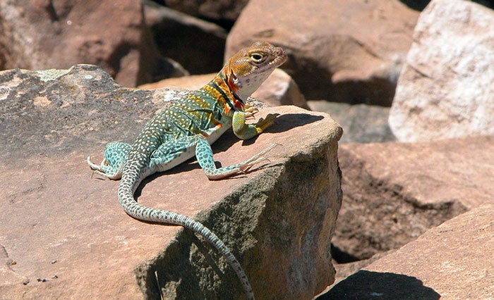 CollaredLizard-MesaVerde_NPS_700 Collared lizard in Mesa Verde National Park
