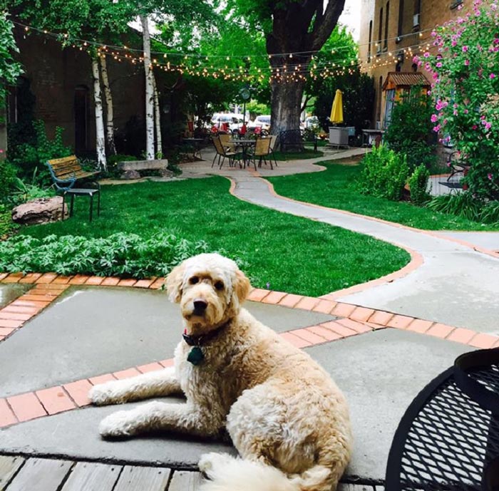 CO-RochesterHotel-dog-courtyard_courtesy_700v Friendly do in the courtyard at Rochester Hotel and Leland House