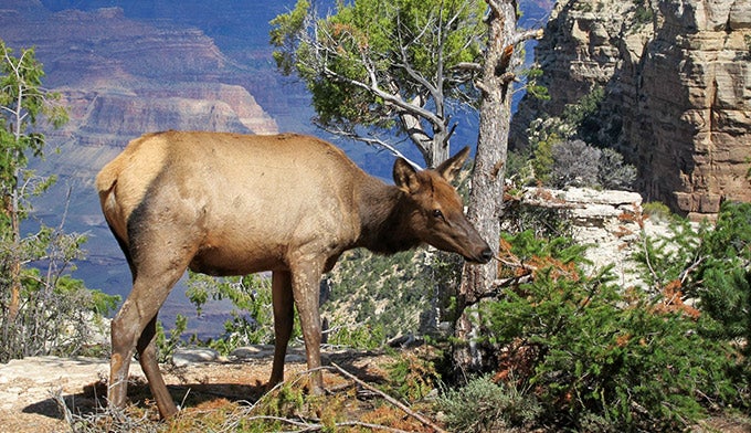 Elk on the South Rim of the Grand Canyon