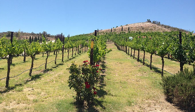 Alcantara-vines_ToriPeglar_680 Rows of grapevines at Alcantara Vineyards and Winery.
