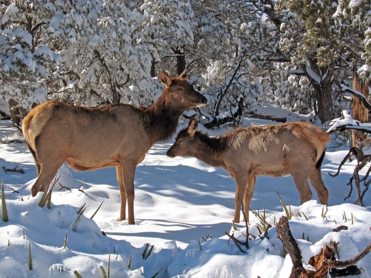 GC-winter-elk-cow-calf_NPSMichaelQuinn_1000 An elk cow with her calf in the snow in the Grand Canyon.