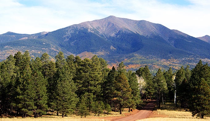 AZ-PineForest-aspen-SanFranciscoPeaks_DP_680 A road through Arizona's ponderosa pine forest beckons travelers up toward the aspen covered slopes of the San Francisco Peaks.