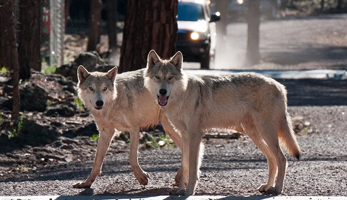 Bearizona-wolves_680 Bearizona Wolves