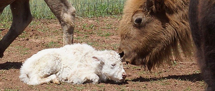 White-Bison-Calf_KariStClairBearizona_940 White bison calf with its mom at Bearizona