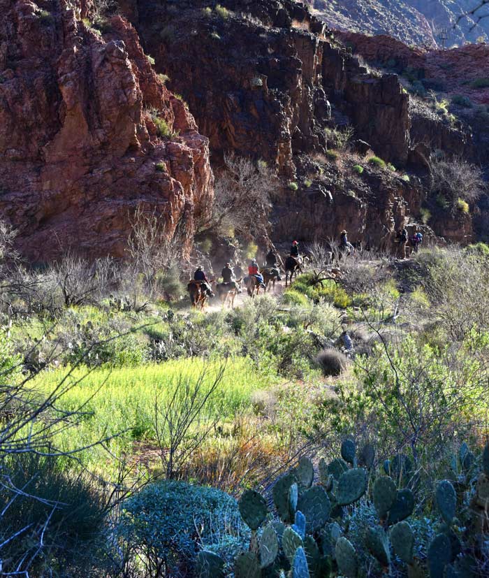 GC-MuleTrain-DepartingFromPhantomRanch_ToriPeglar_700v Mule train departing from Phantom Ranch at the bottom of the Grand Canyon