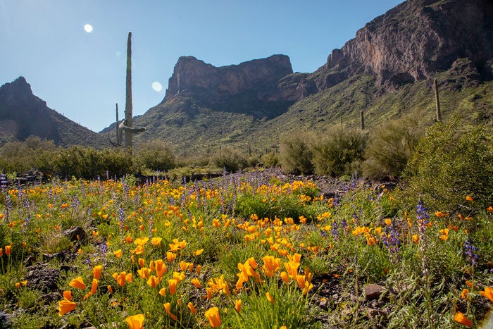 AZStateParks-Picacho-wildflowers-2019_courtesy_700 Picacho Peak State Park 2019 wildflower bloom, Arizona State Parks