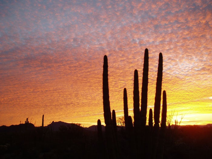 OrganPipeCactusNM-SunsetBehindCactus_NPS_700 Sunset behind cactus in Organ Pipe Cactus National Monument