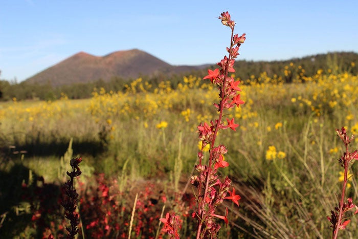 SunsetCraterVolcanoNM-SkyrocketsWildflowers-BonitoMeadow_NPSHRich_700 Skyrockets wildflowers in Bonito Meadow at Sunset Crater Volcano National Monument