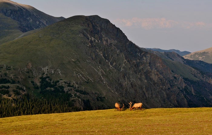 Elk-grazing-RM_TamKristenSoderman_700 Elk grazing as the sun sets in Rocky Mountain National Park