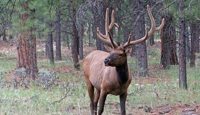 Elk-buck-GC_NPSMichaelQuinn_680 A bull elk at the Grand Canyon