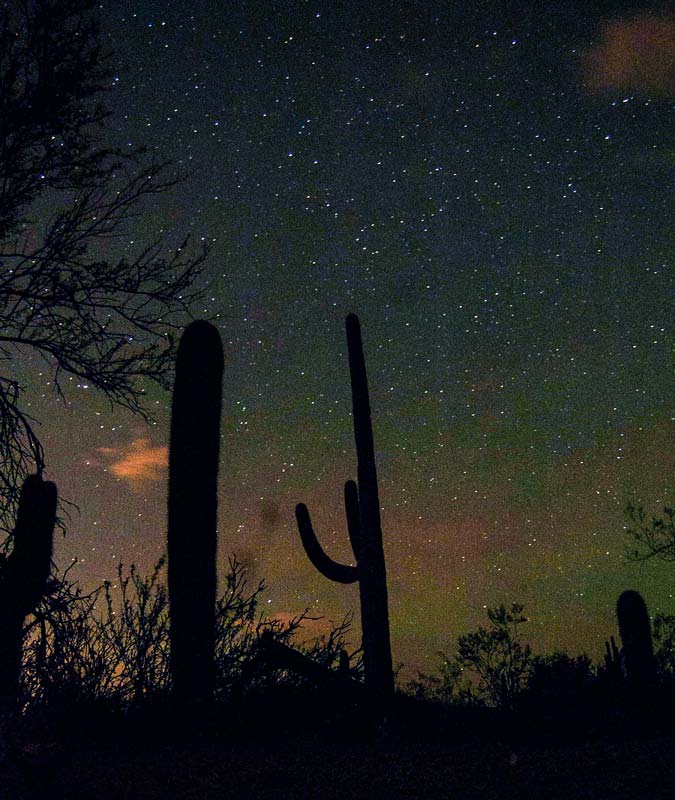 Saguaro-night_AlexCernichiari_800 Stars over cactus in Saguaro National Park