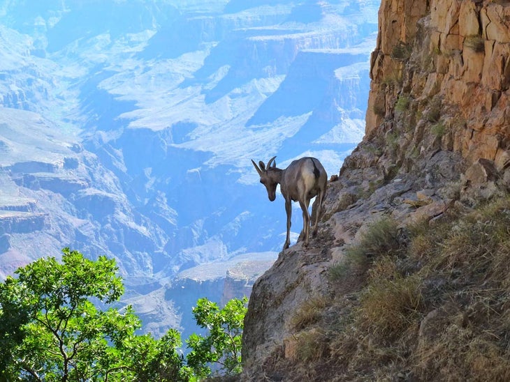 WildlandTrekking-GC-bighorn_DavidWilkin_courtesy_1000 Bighorn sheep in the Grand Canyon