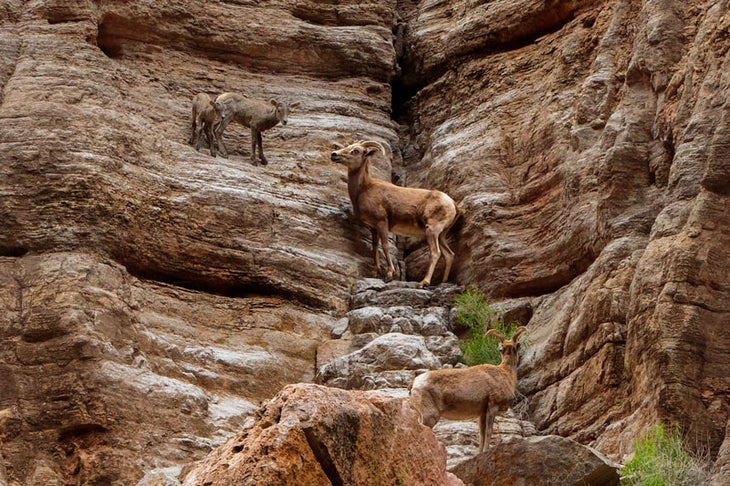 Bighorn family in the Grand Canyon