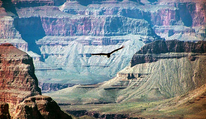 Condor-GC-flying_DP_680x392 Condor flying in the Grand Canyon