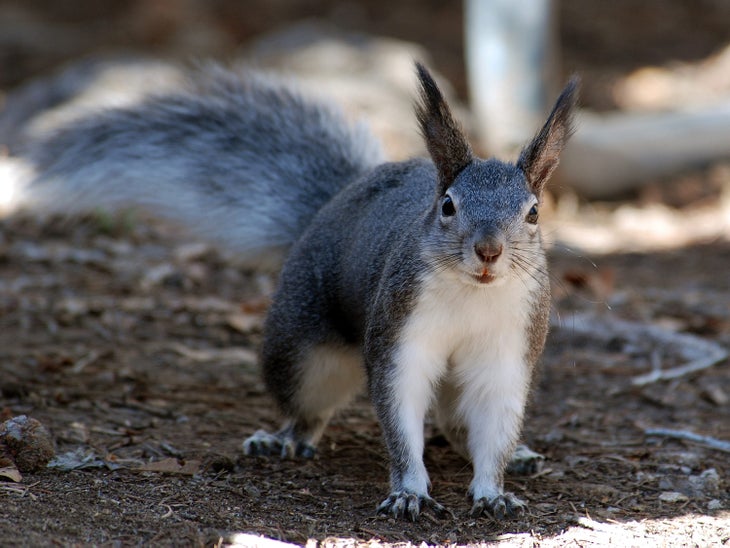 Abert's Squirrel