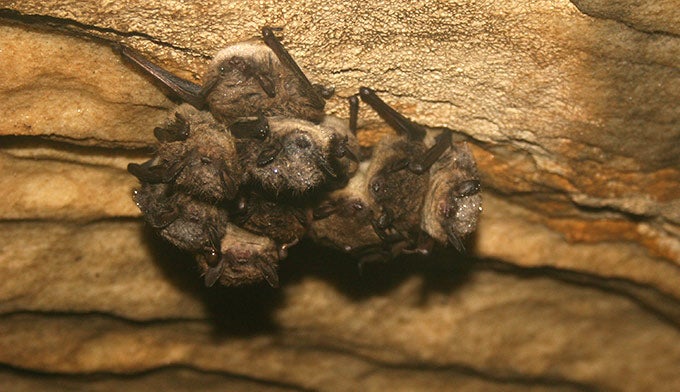 Cluster of Brown Bats