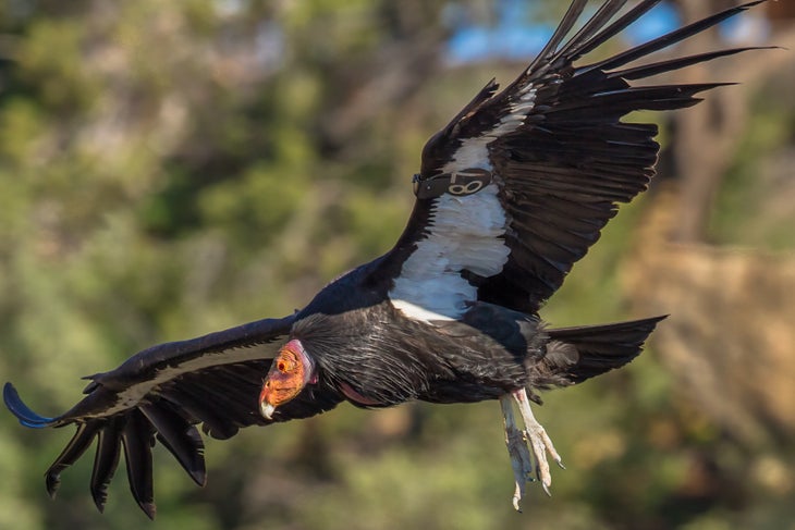 California condor in the Grand Canyon