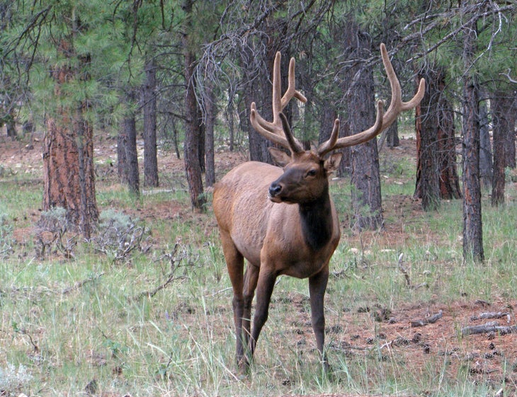 A bull elk at the Grand Canyon