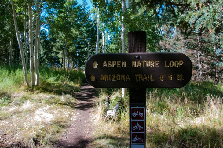 Aspen Nature Loop in the Coconino National Forest